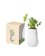 image shows Modern Sprout Tapered Tumbler | Mint  against a blank, white background