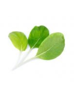 Veritable® Lingot Seed Pod | Organic Bok Choy
