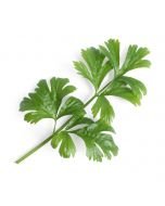 Veritable® Lingot Seed Pod | Celery