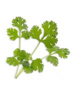 Veritable® Lingot Seed Pod | Organic Cilantro