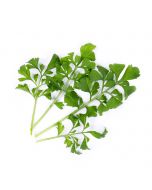 Veritable® Lingot Seed Pod | Organic Garden Cress