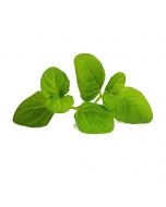 Veritable® Lingot Seed Pod | Organic Icy Mint