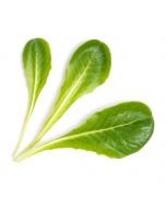 Veritable® Lingot Seed Pod | Romaine Lettuce