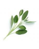 Veritable® Lingot Seed Pod | Organic Sage