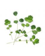 Veritable® Lingot Seed Pod | Organic Salad Burnet