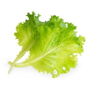 Veritable® Lingot Seed Pod | Organic Butterhead Lettuce