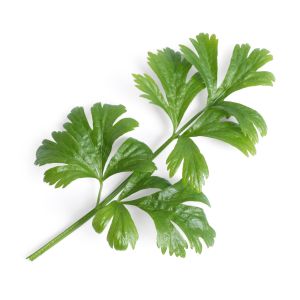 Veritable® Lingot Seed Pod | Celery