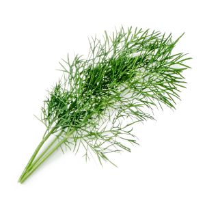 Veritable® Lingot Seed Pod | Organic Dill