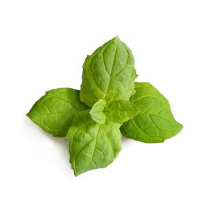 image shows Veritable® Lingot Seed Pod | Moroccan Mint against a blank, white background