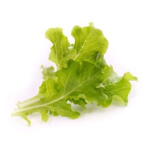 Veritable® Lingot Seed Pod | Organic Oakleaf Lettuce