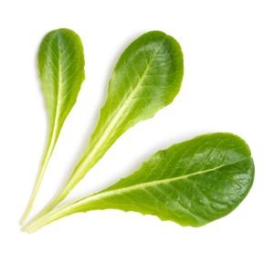 Veritable® Lingot Seed Pod | Romaine Lettuce