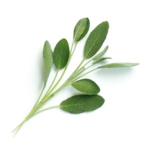 Veritable® Lingot Seed Pod | Organic Sage
