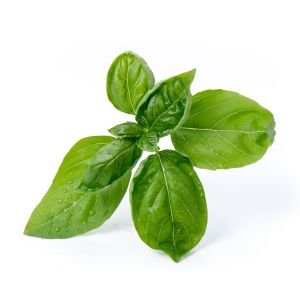 Veritable® Lingot Seed Pod | Organic Sweet Basil