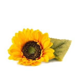 Veritable Lingot Seed Pod | Organic Baby Sunflower Against a Plain White Background