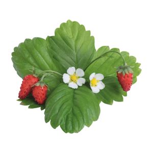 image shows Veritable® Lingot Seed Pod | Wild Red Strawberry against a blank, white background