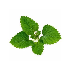 Veritable Lingot Seed Pod Organic Lemon Balm 10202026