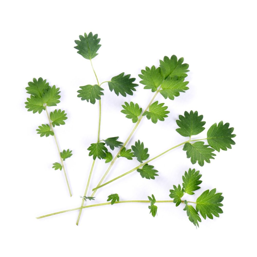 ORGANIC GARDEN CRESS LINGOT®, VERITABLE® GARDEN