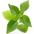 Veritable&reg; Lingot Seed Pod | Organic Thai Basil Image