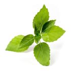 Veritable&reg; Lingot Seed Pod | Organic Lemon Basil Image