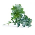 Veritable® Lingot Seed Pod | Organic Kale