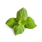 image shows Veritable&reg; Lingot Seed Pod | Moroccan Mint  against a blank, white background Image