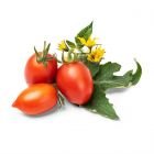 Veritable® Lingot Seed Pod | Mini Red Tomato