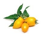 Veritable® Lingot Seed Pod | Mini Yellow Tomato