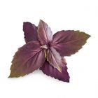 Veritable® Lingot Seed Pod | Organic Purple Basil