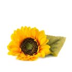 Veritable Lingot Seed Pod | Organic Baby Sunflower Against a Plain White Background Image