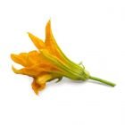 Veritable® Lingot Seed Pod | Organic Zucchini Flowers