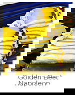 Golden Beet Napoleon Golden Beet Napoleon