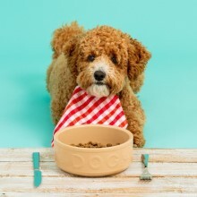 For Your Pets