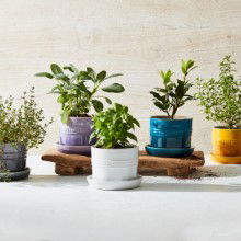 Carving & Slicing Knives